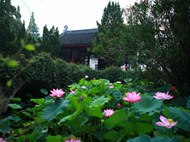 泮池夏荷